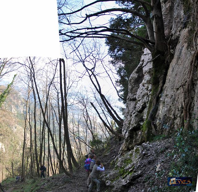 albero nella roccia.JPG